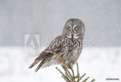 Picture of Great grey owl perched on top of pine tree in Canada